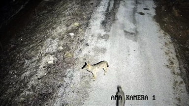 Li Elazigê gur û kîvroşkên birçî daketin navenda gund, li xwarinê geriyan