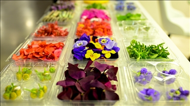 Popullariteti i luleve të ngrënshme është rritur në sektorin e gastronomisë