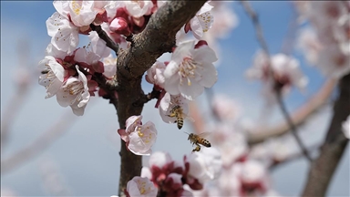 Mersin'de kayısı ağaçları çiçeklendi
