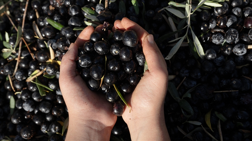 Antalya'da kaliteli zeytin üretiminin yaygınlaştırılması hedefleniyor