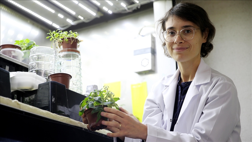 Турецкие ученые добились выращивания томатов на имитаторах реголита Луны и Марса