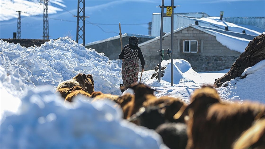Erzurum'da besiciler kar ve dondurucu soğukla mücadele ediyor