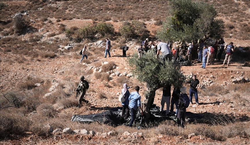 Израильтяне, узурпировавшие палестинские земли, вырубили оливковые деревья на Западном берегу