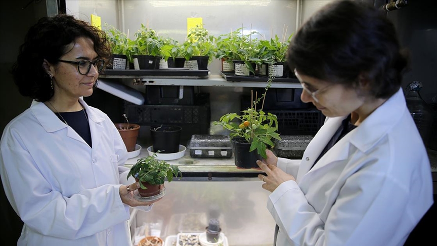 Türk bilim insanları, Ay ve Mars regolitleri benzerinde domates yetiştirdi