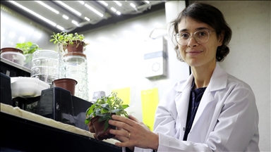 Турецкие ученые добились выращивания томатов на имитаторах реголита Луны и Марса