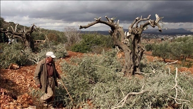 مستوطنون إسرائيليون يقطعون 20 شجرة زيتون معمرة وسط الضفة 