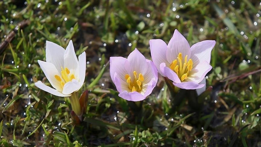 Li Deşta Mûşê hin zevî bi pîvokên mizgîniya biharê va xemilîn