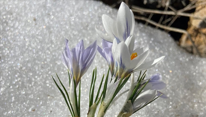 Li Meletiyê pîvokên mizgîniya biharê bişkivîn