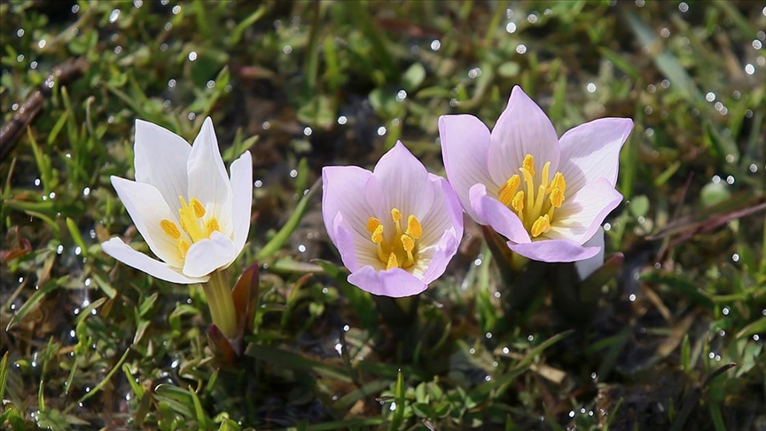 Muş Ovası'ndaki bazı araziler "baharın habercisi" çiğdemlerle renklendi
