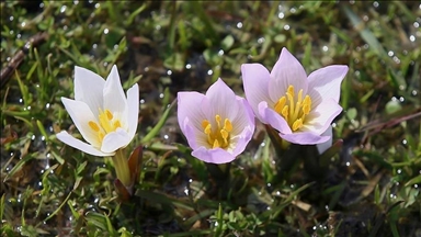 Li Deşta Mûşê hin zevî bi pîvokên mizgîniya biharê va xemilîn