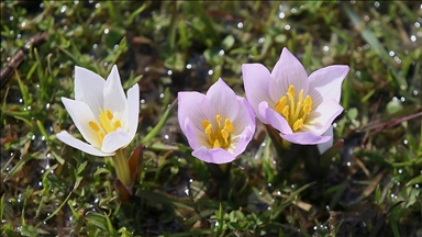 Muş Ovası'ndaki bazı araziler "baharın habercisi" çiğdemlerle renklendi