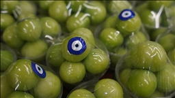 لە سلێمانی نرخی کیلۆیەک هەڵوژە گەیشتووەتە ٥٠٠ دۆلار