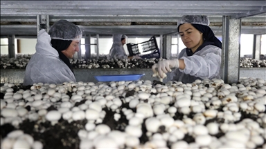 Nevşehir'de girişimci devlet desteğiyle kurduğu tesiste günde 2 ton mantar üretiyor