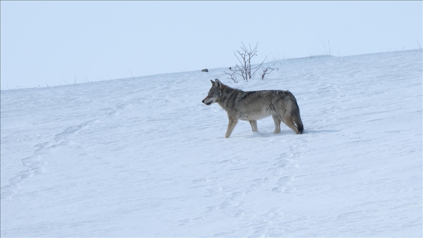 Kars'ta uydu vericisi takılan kurtların kardaki izleri inceleniyor