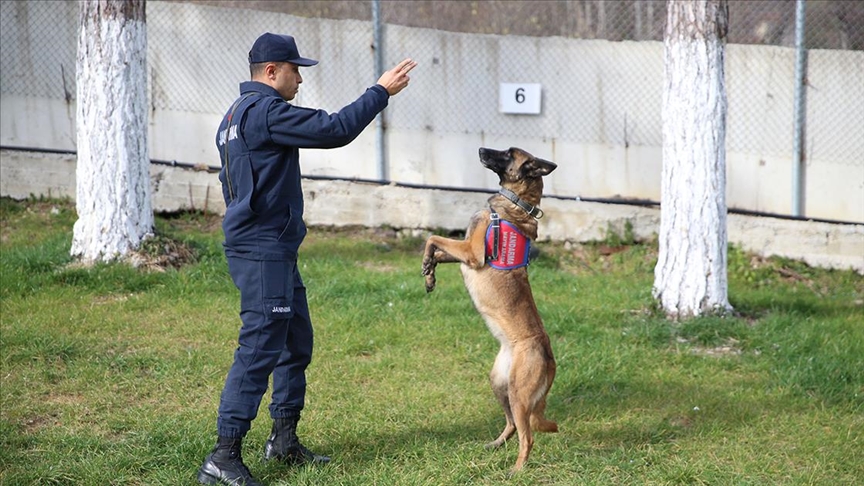 Jandarma, hassas burunlu yardımcılarının katkısıyla birçok asayiş olayını çözüyor