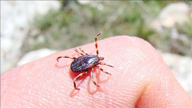 16-year-old Australian 1st confirmed national death from tick-induced red meat allergy: Coroner