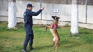 Служебные собаки играют активную роль в деятельности турецкой жандармерии