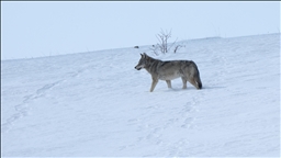 Kars'ta uydu vericisi takılan kurtların kardaki izleri inceleniyor