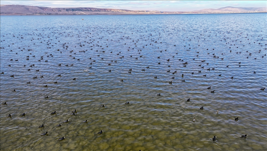 Su tutmaya başlayan Çavuşçu Gölü yeniden canlanıyor
