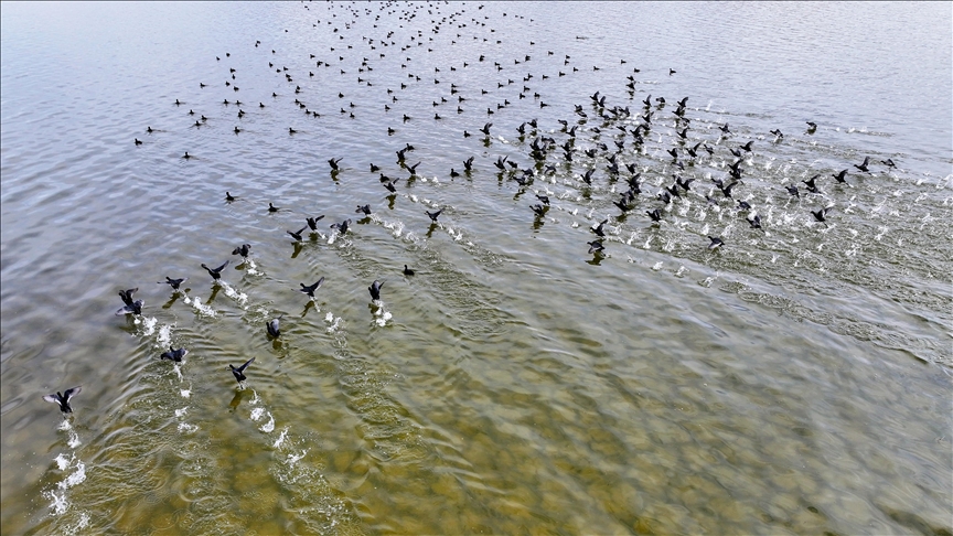 Reviving lake in central Türkiye sees birds return amid drying wetlands