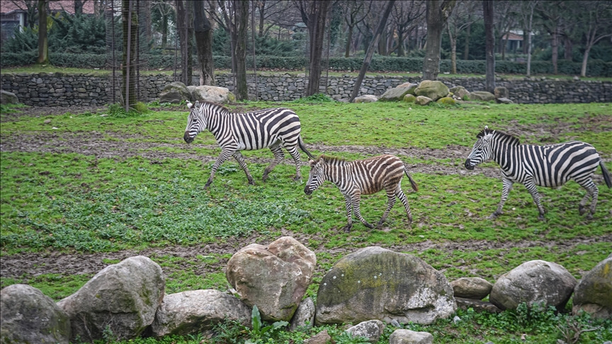 Bursa Hayvanat Bahçesi'nde 2 yavrunun doğumuyla zebra sayısı 11'e çıktı