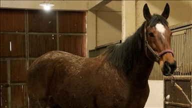 TMSF safkan İngiliz kısrağı ile tayını satışa çıkarıyor