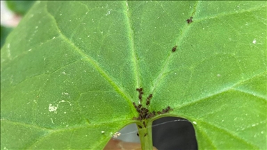 Kaz Dağları'nda yeni bir böcek türü keşfedildi