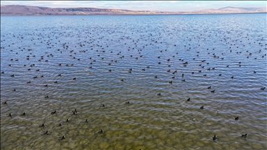 Su tutmaya başlayan Çavuşçu Gölü yeniden canlanıyor