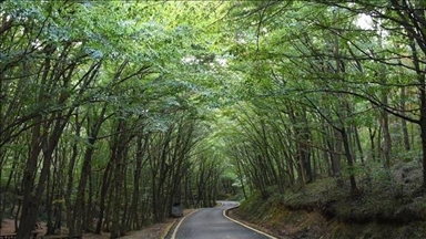 21 ilde bazı alanlar orman sınırları dışına çıkarıldı