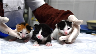 Doğum yapmakta zorlanan kedi, yavrularına sezaryenle kavuştu