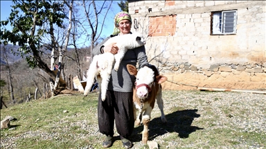 Сабире не се дели од своето јагне, му носи светлина и на слепото теле