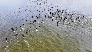 Reviving lake in central Türkiye sees birds return amid drying wetlands