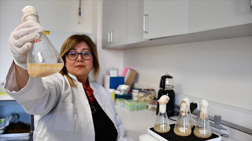 Akademisyenler, gıdalarda oluşan mantar ve küflerin çoğalmasını engelleyen yeni nesil bileşik geliştirdi