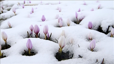Muş Ovası'nda "baharın habercisi" çiğdemler kar altında kaldı