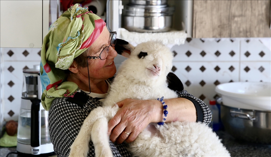 Gruaja që nuk ndahet nga qengji i saj bëhet burim drite edhe për një viç të verbër