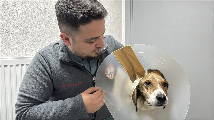 Zonguldak'ta kanserli köpek, operasyon ve elektro kemoterapiyle sağlığına kavuştu