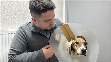 Zonguldak'ta kanserli köpek, operasyon ve elektro kemoterapiyle sağlığına kavuştu