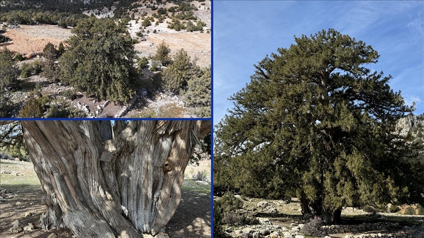 Karaman'da 1931 yaşındaki anıt ağaç asırlara meydan okuyor