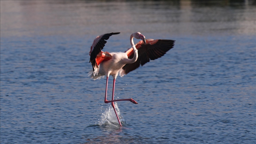 Meles Deltası'nın kışlık misafirleri