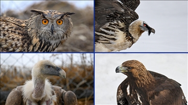 "Yaralı kanatlar" Van'daki merkezde yapılan tedaviyle hayata tutunuyor