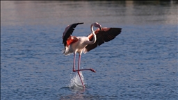 Meles Deltası'nın kışlık misafirleri