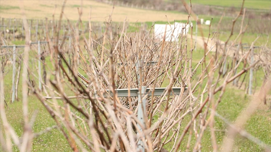 Tescillenen "Gün Işığı" üzümünün yaygınlaştırılması hedefleniyor