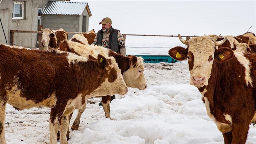 İstanbul'u bırakıp köyüne dönen mühendis hayvancılıkta örnek oluyor