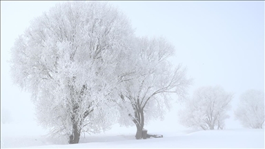 Erzurum, Ardahan, Kars ve Ağrı'da dondurucu soğuk hava etkili oluyor