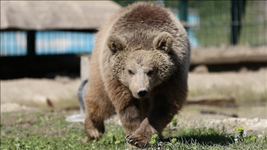 Doğada yaralı bulunan yaban hayvanları Gölya Tabiat Parkı'nda sağlığına kavuşuyor