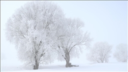 Erzurum, Ardahan, Kars ve Ağrı'da dondurucu soğuk hava etkili oluyor