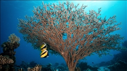 48 binden fazla canlı türü nesli tükenme tehlikesiyle karşı karşıya