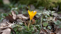 Kırklareli'nde bahar renkleri Istranca ormanlarını süsledi