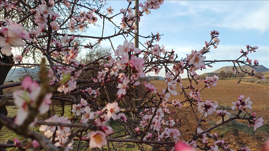 Li Batmanê darên behîvan kulîlk dan