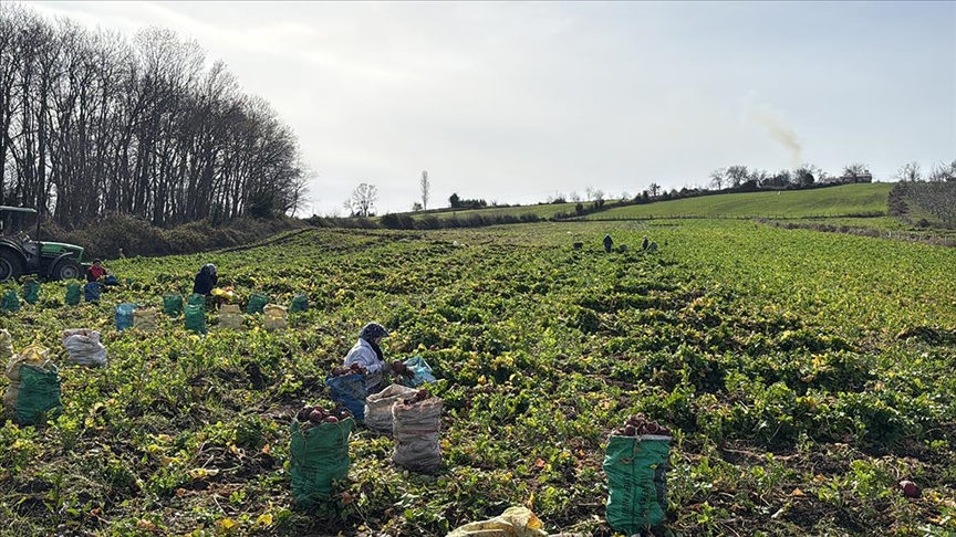Samsun'un Alaçam ilçesinde "Bedeş turpu"nun hasadı sürüyor